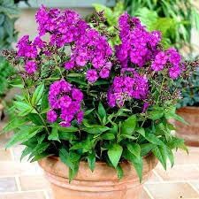 Perennial Flower Seeds 100 pc for Planting 100 - Flower for planting in home garden